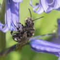 Melecta albifrons (Common Mourning Bee).jpg